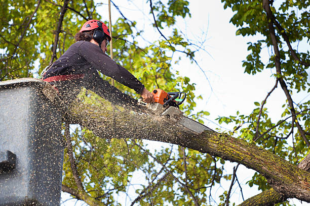 Best Tree Mulching  in Chippewa Falls, WI